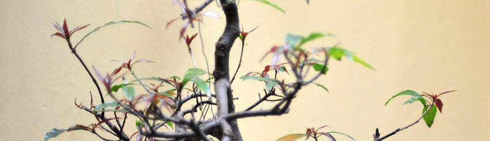 沙門和海ブログ-wakaiさん日記-